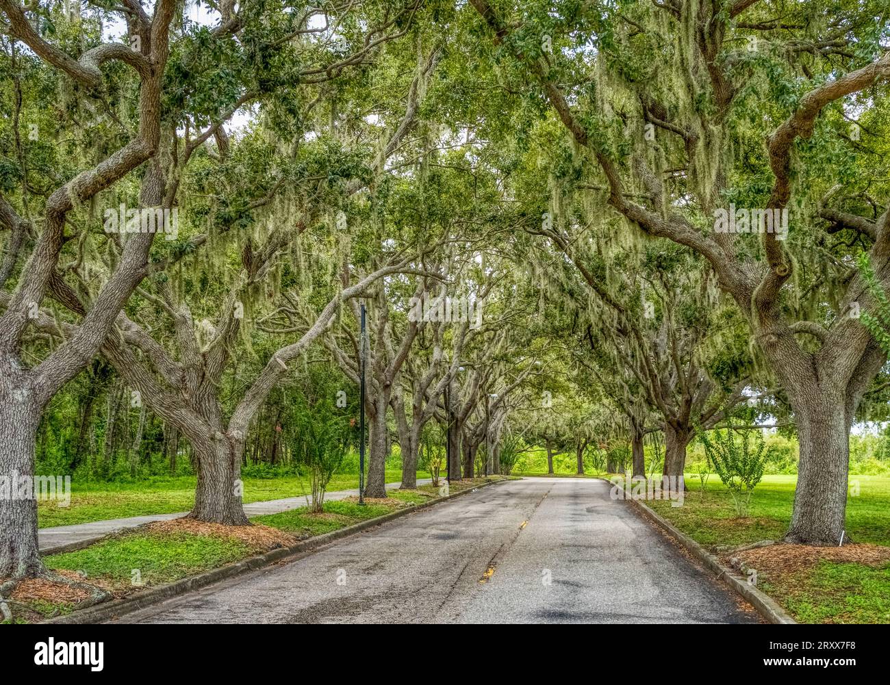 Live Oak tree lined Rand Blvd in Sarasota Florida USA Stock Photo Alamy