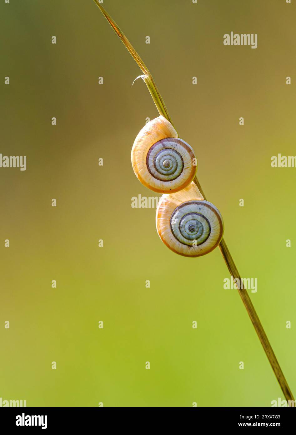 Pair of Heath Snails Helicella itala attached to a dried grass glume in hot dry weather at Nottingham Scrubs in the Gloucestershire Cotswolds UK Stock Photo
