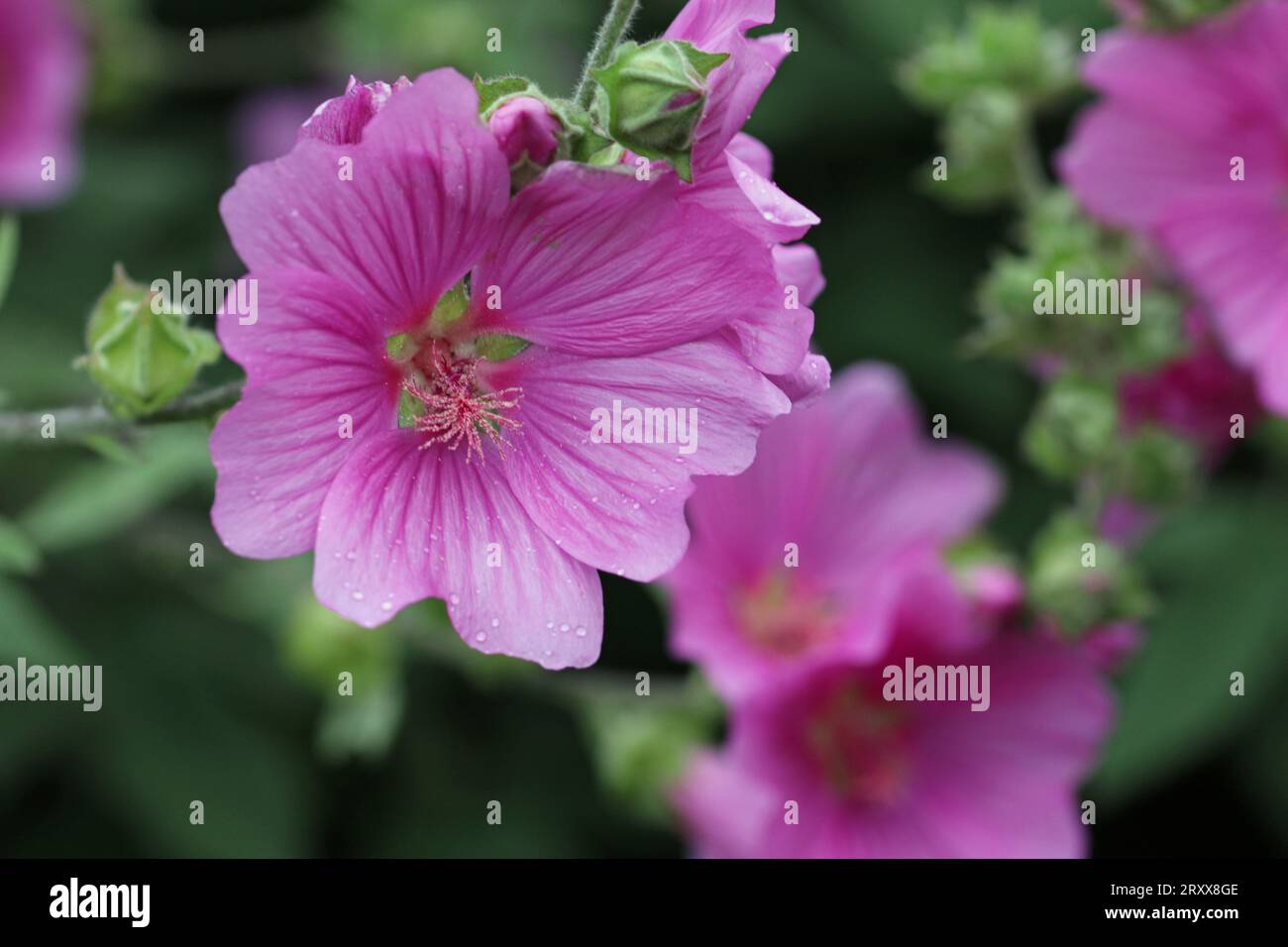 Pink tree mallow, Lavatera x clementii variety rosea, flower with rain drops in close up and a blurred background of leaves and flowers. Stock Photo