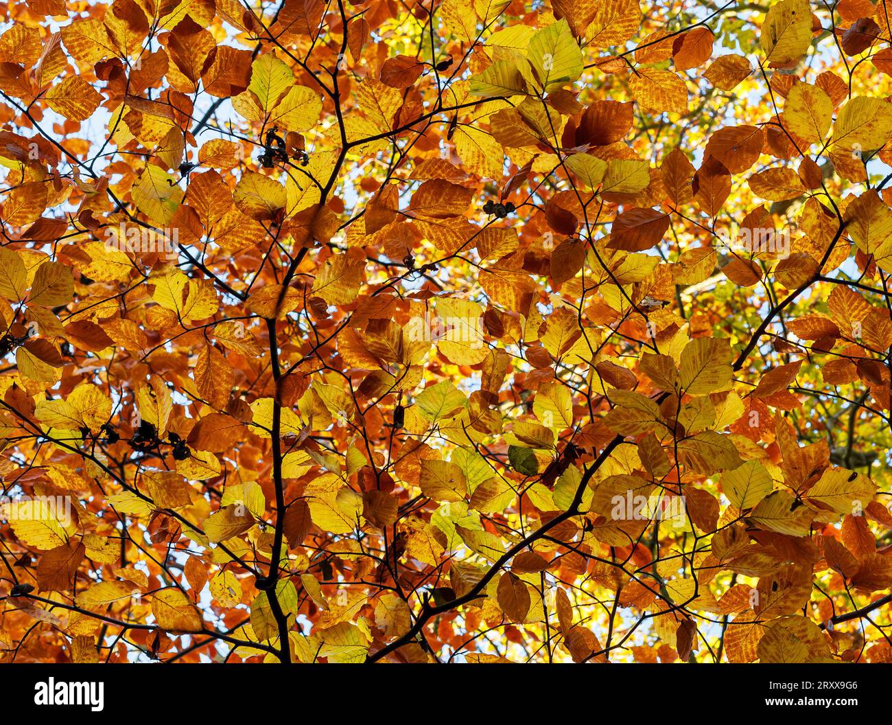 European Beech tree, with leaves in autumnal colours Stock Photo