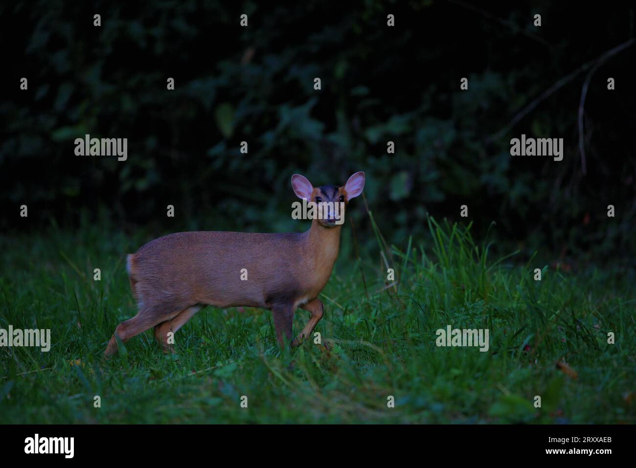 Muntjac deer strolling around at night Stock Photo Alamy