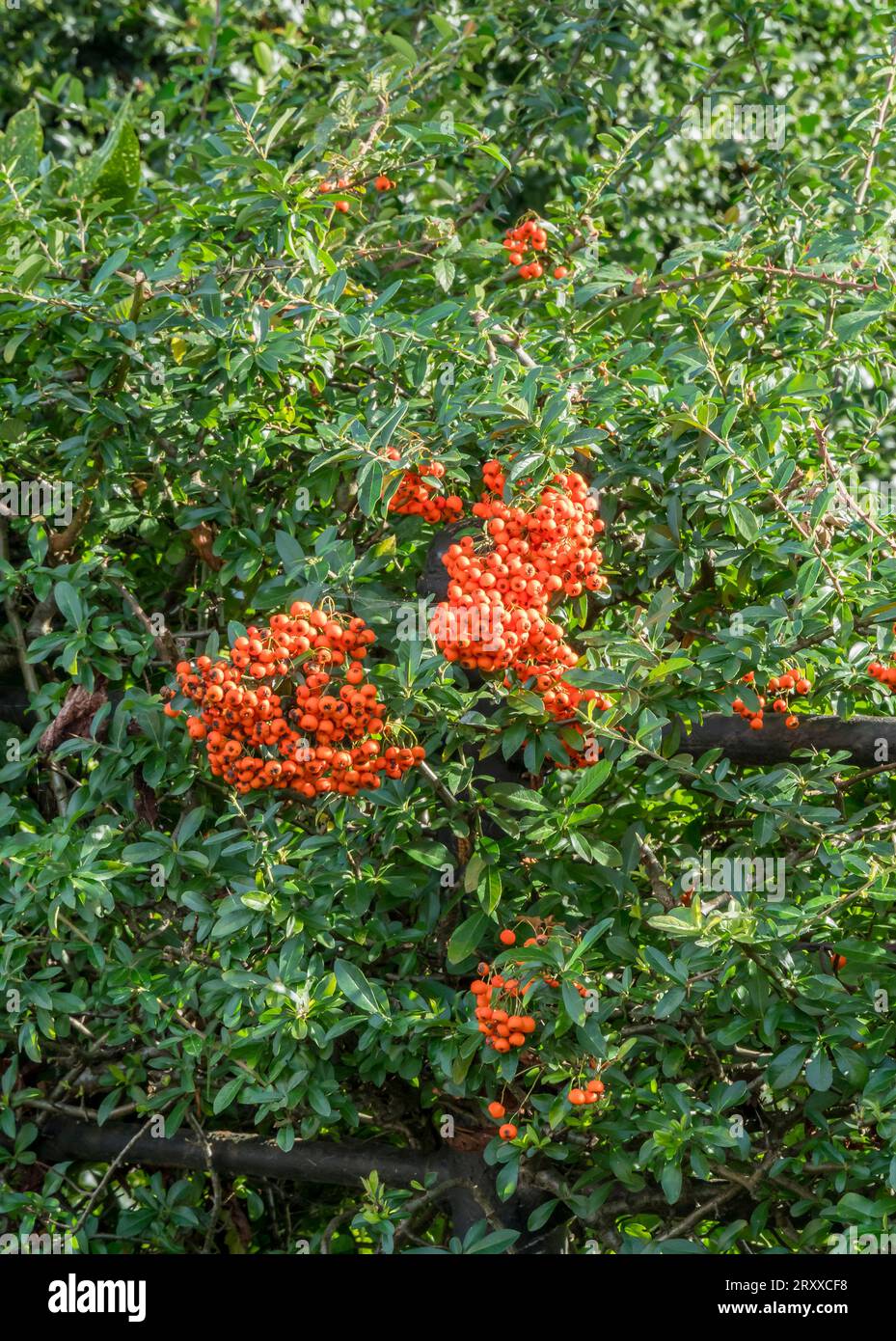 Cotoneaster hedge with red berries. Stock Photo