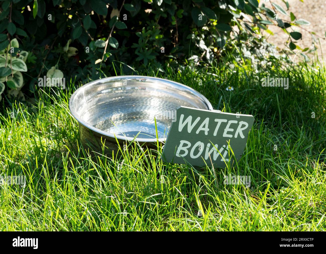 Water bowl for thirsty animals Stock Photo Alamy