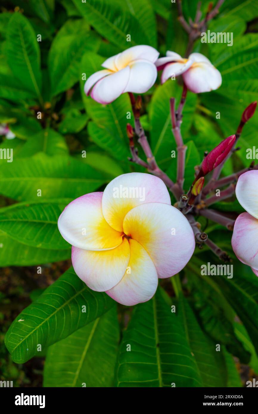 Plumeria Flowers of different varieties in a California garden. Tropical flowers. Stock Photo