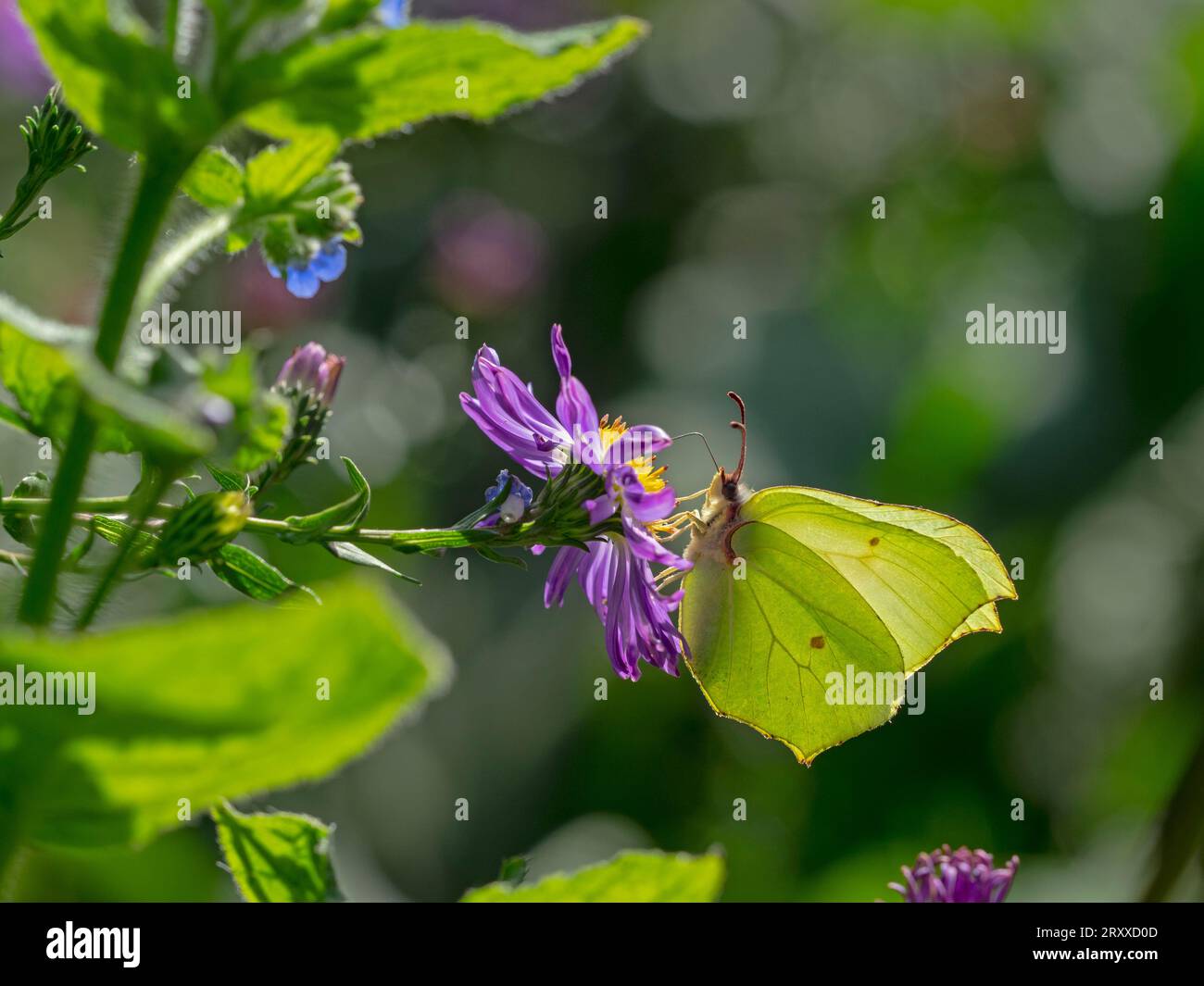 Gonepteryx rhamni - Brimstone butterfly September Autumn Stock Photo