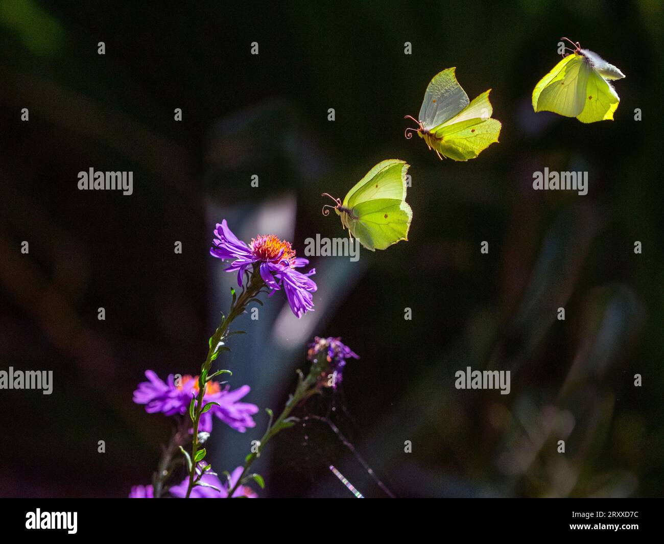 Brimstone butterfly   Gonepteryx rhamni    flight sequence  September Autumn Stock Photo