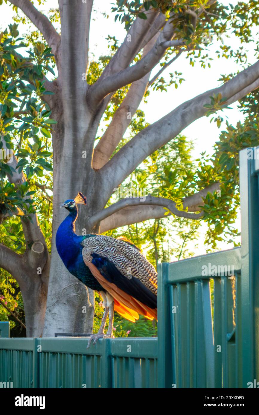 wild Peacock bird in Los Angeles, California Stock Photo
