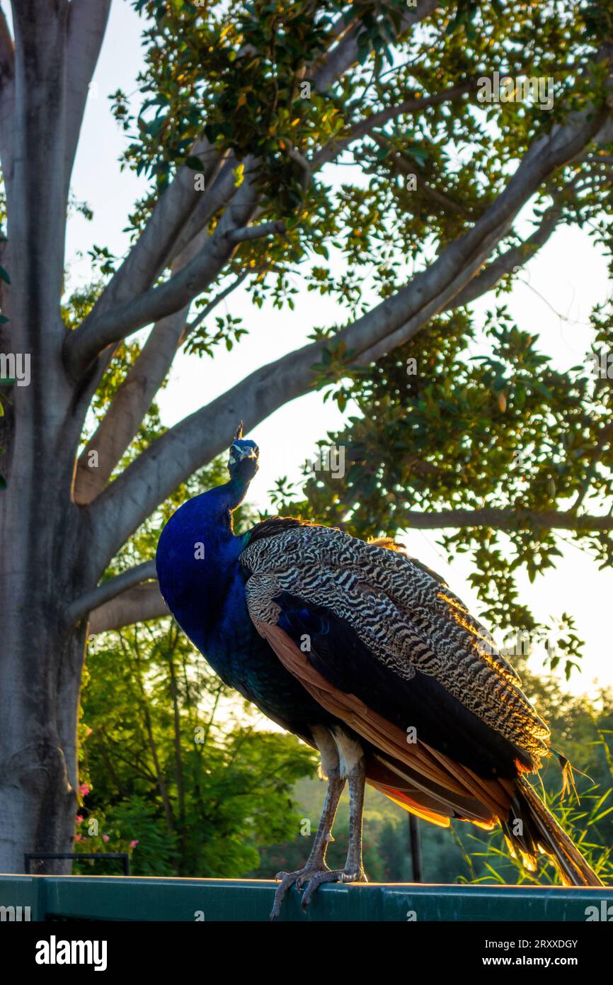 wild Peacock bird in Los Angeles, California Stock Photo