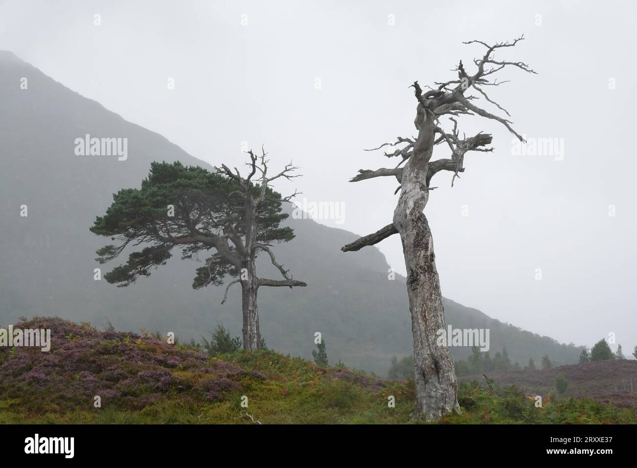 Dead Scots Pine, Pinus Sylvestri, Black Wood of Rannoch, a remnant of an ancient Caledonian forest, Loch Rannoch Scottish Highlands. Stock Photo