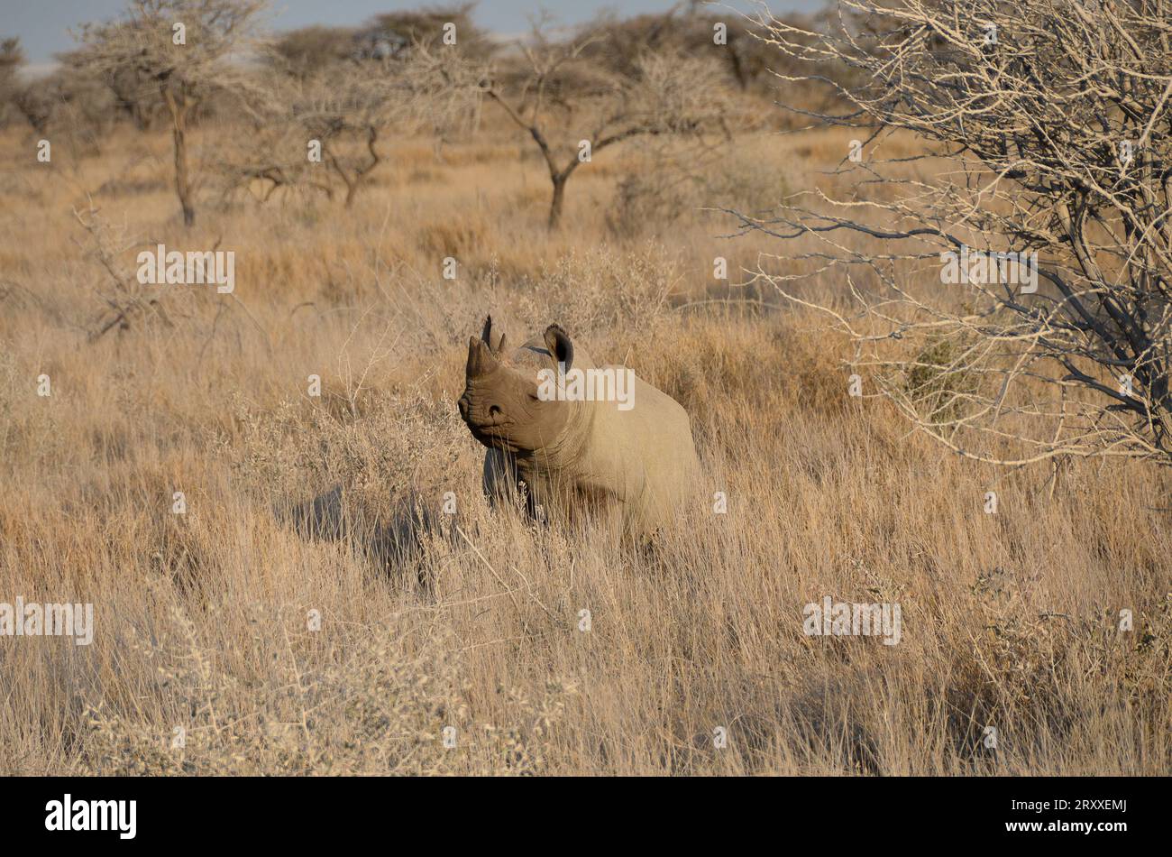 sweet rhinoceros in the etosha national park Stock Photo