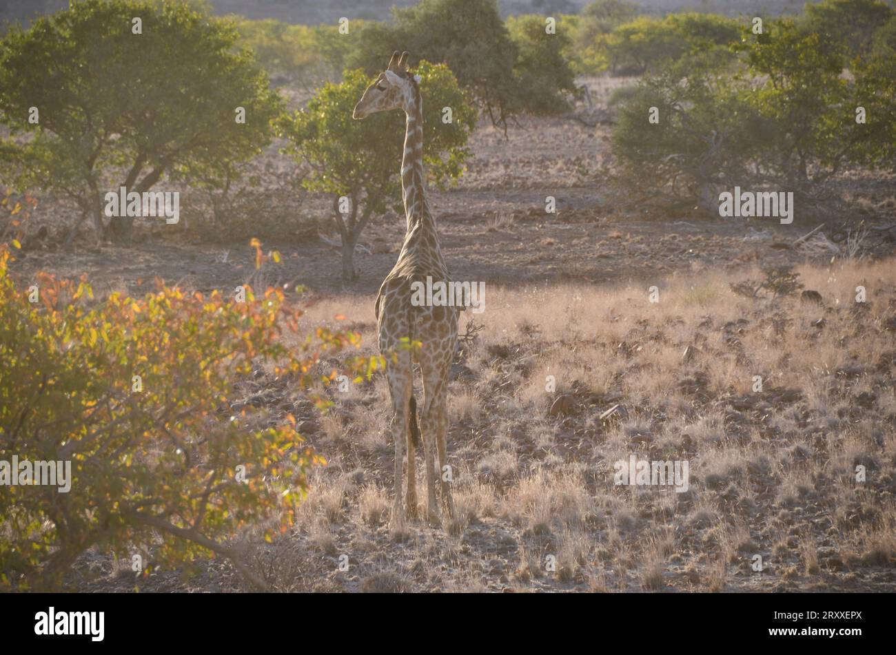 giraffe in the Kaokoland region, namibia Stock Photo