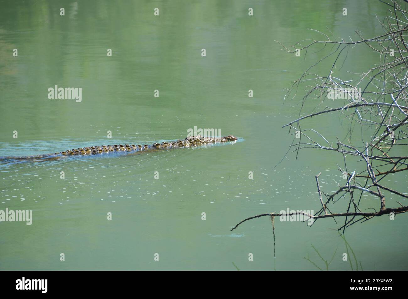 crocodile in the river Stock Photo