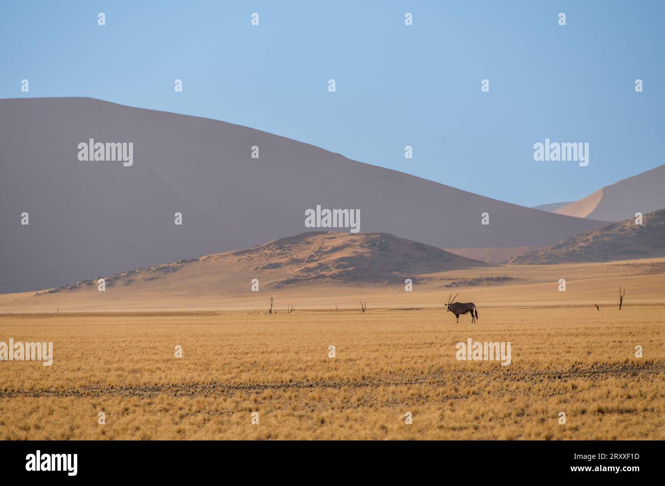 Namib Desert Landscape Stock Photo Alamy   Namib Desert Landscape 2RXXF1D 