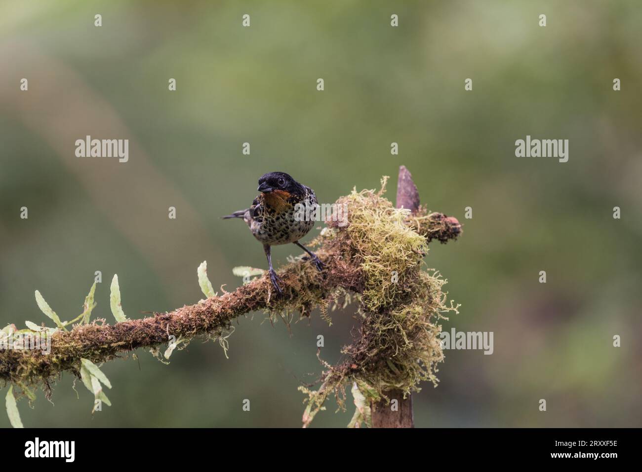 Rufous-throated Tanager (Tangara rufigula) perched on a branch in Ecuador Stock Photo
