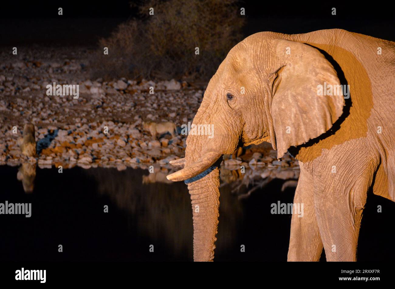 elephant at night in the etosha national park Stock Photo