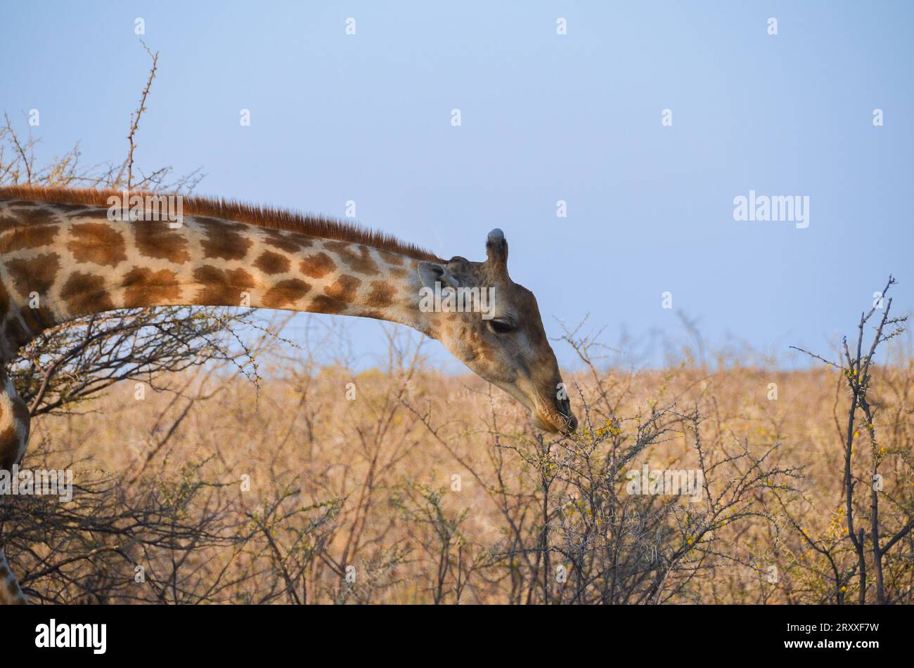 giraffe eating in namibia Stock Photo