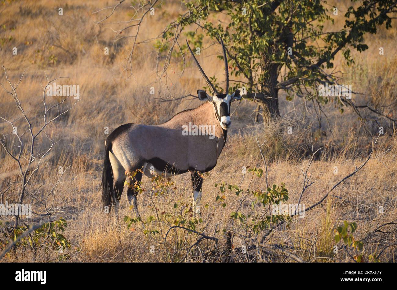 oryx in the etosha national park, namibia Stock Photo