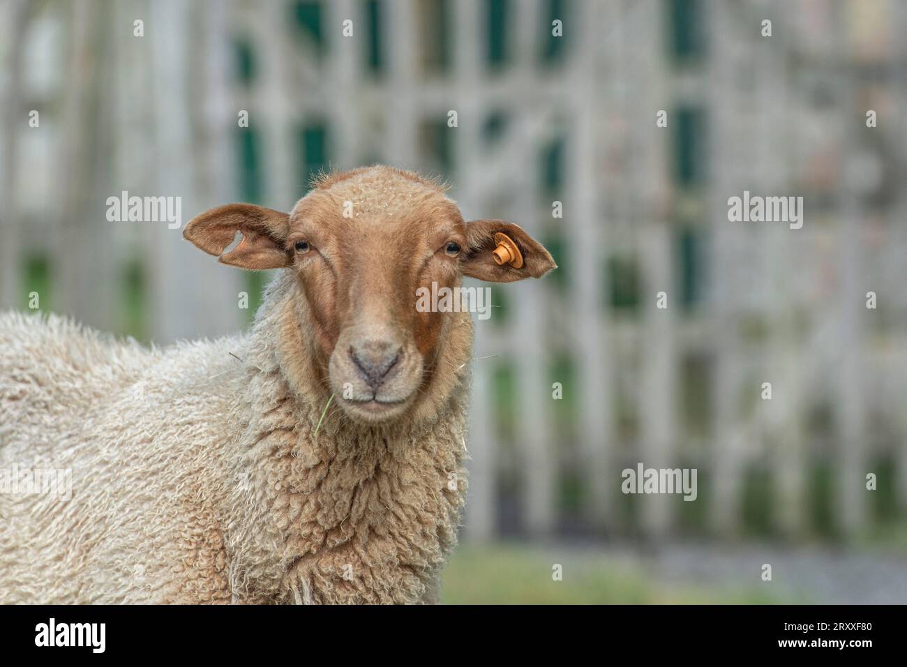 Ardennes voskop sheep, Mouton Roux Ardennais Stock Photo