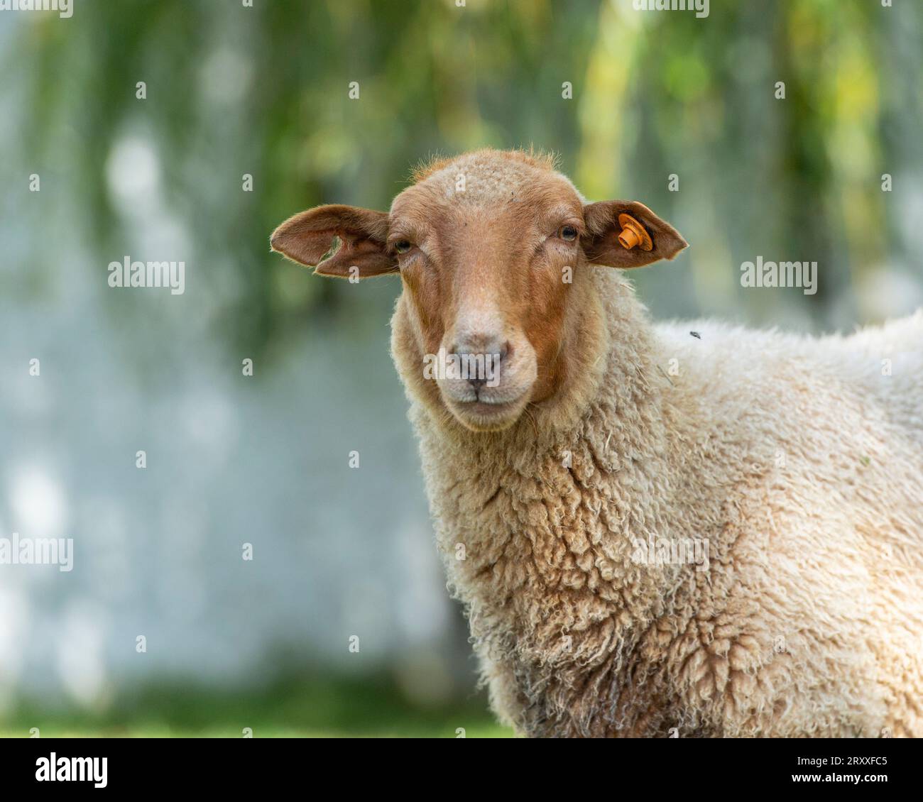 Ardennes voskop sheep, Mouton Roux Ardennais Stock Photo