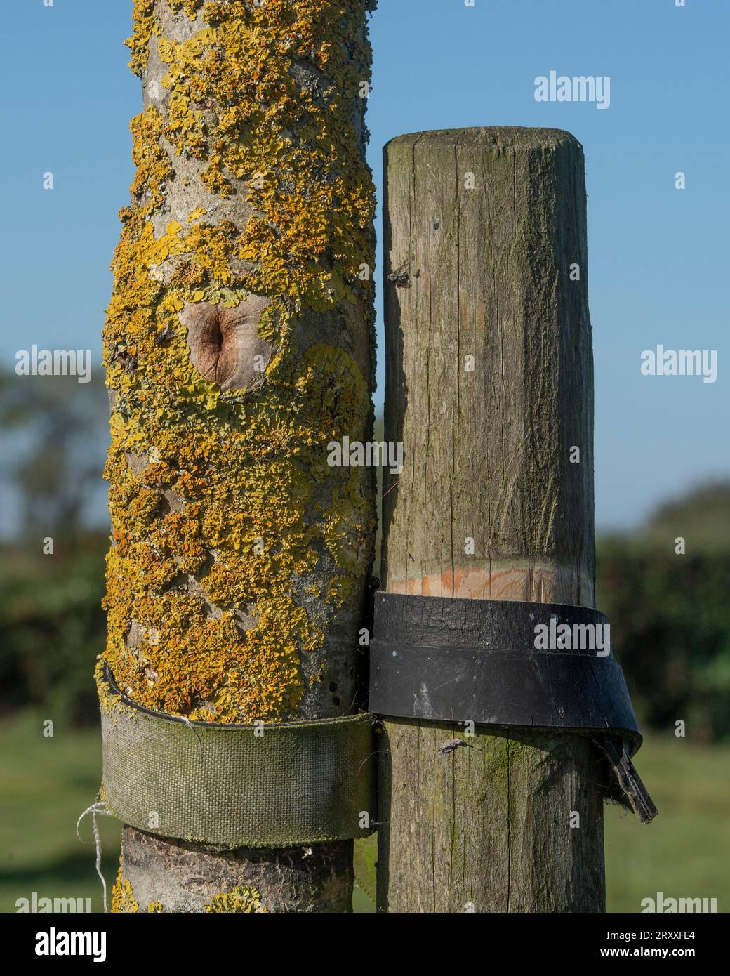 ash tree and tie strap close up showing lichen Stock Photo