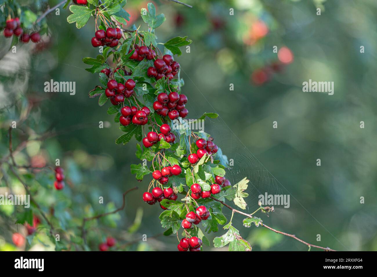 hawthorn berries in autumn Stock Photo