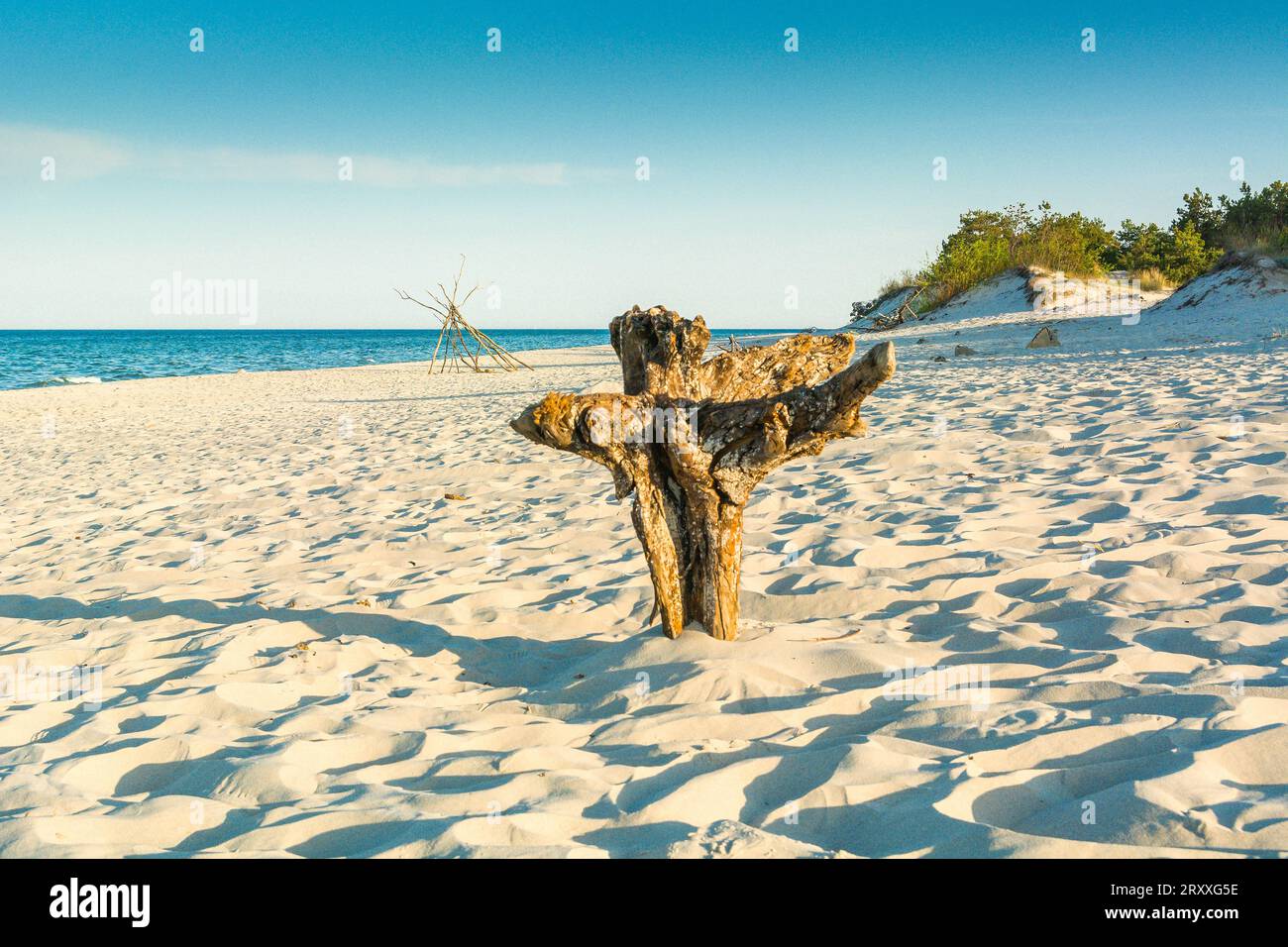 Lonely dry plants against a background of light sand. Dejection and abandonment. Sad mood. Stock Photo