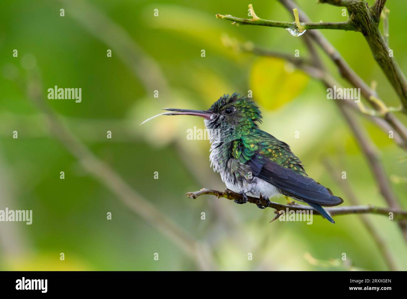 Blue-chinned Sapphire hummingbird, Chlorestes notata, perching in a citrus tree sticking her tongue out Stock Photo