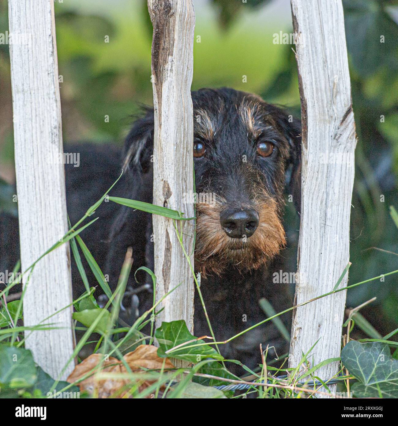 Miniature Wirehaired Dachshund looking through fence Stock Photo