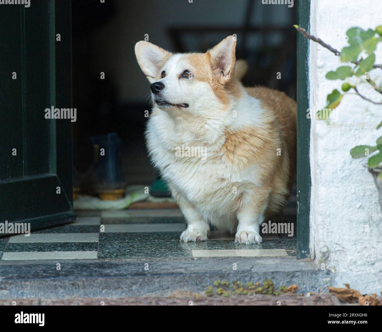 Pembroke Corgi dog Stock Photo