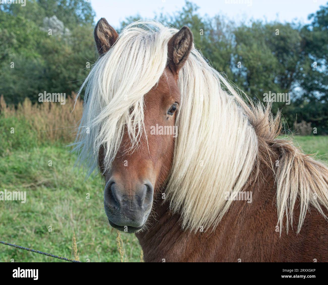 Icelandic horse stallion Stock Photo