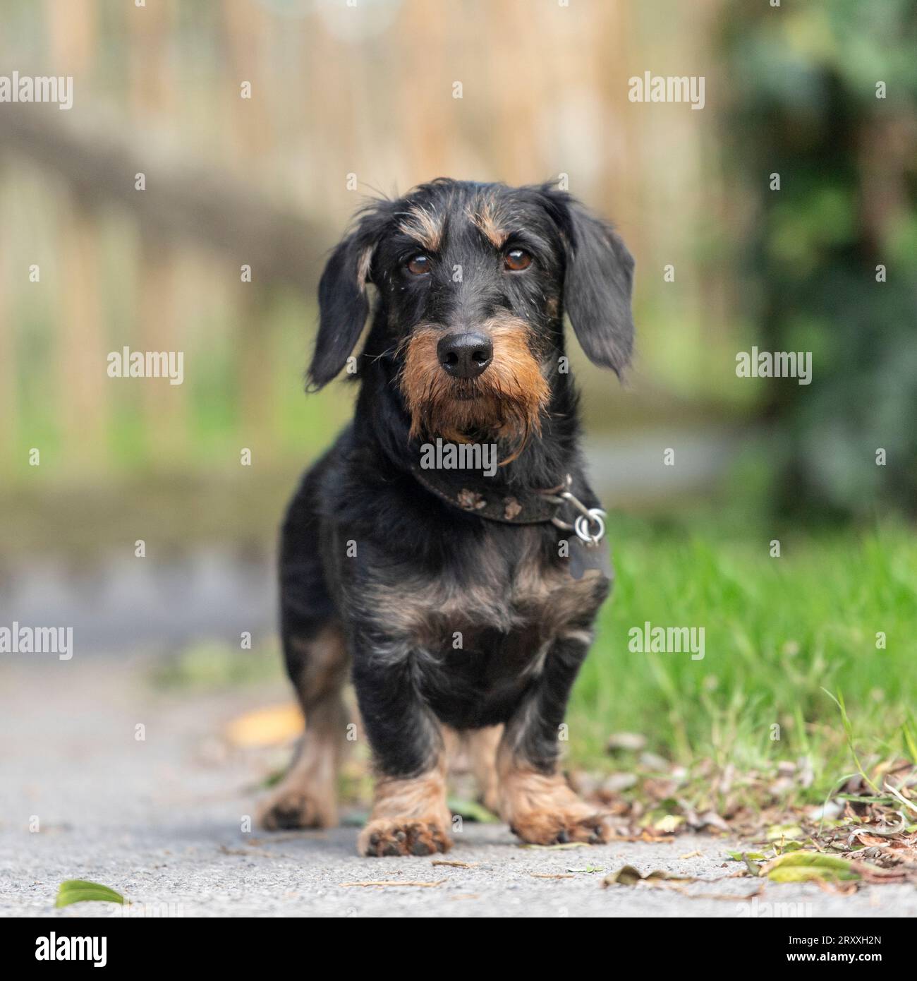 miniature wirehaired dachshund Stock Photo Alamy