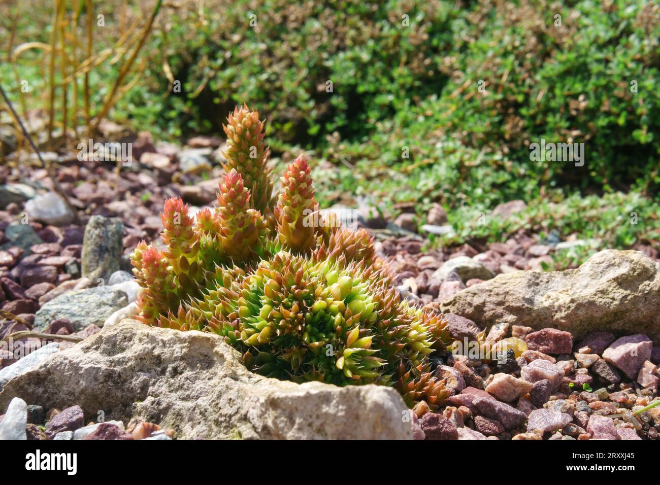 succulent growing outdoors among stones Stock Photo