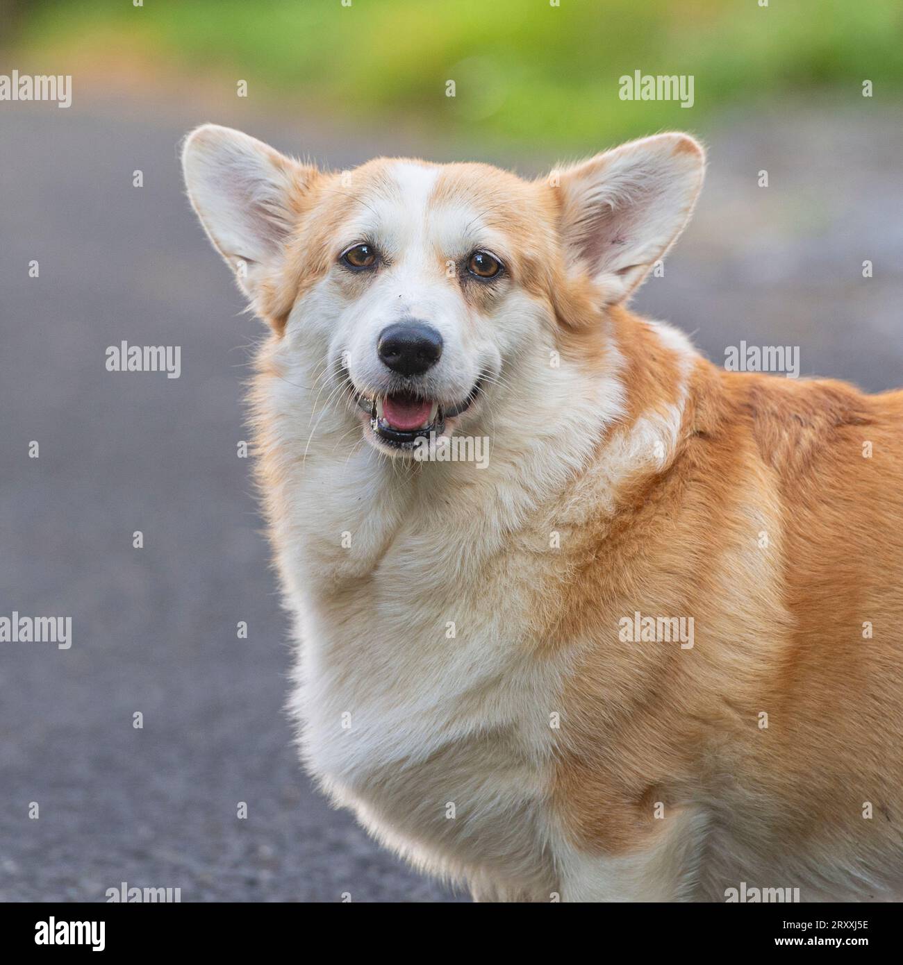 Profile Portrait Of Funny Welsh Corgi Pembroke Or Cardigan With