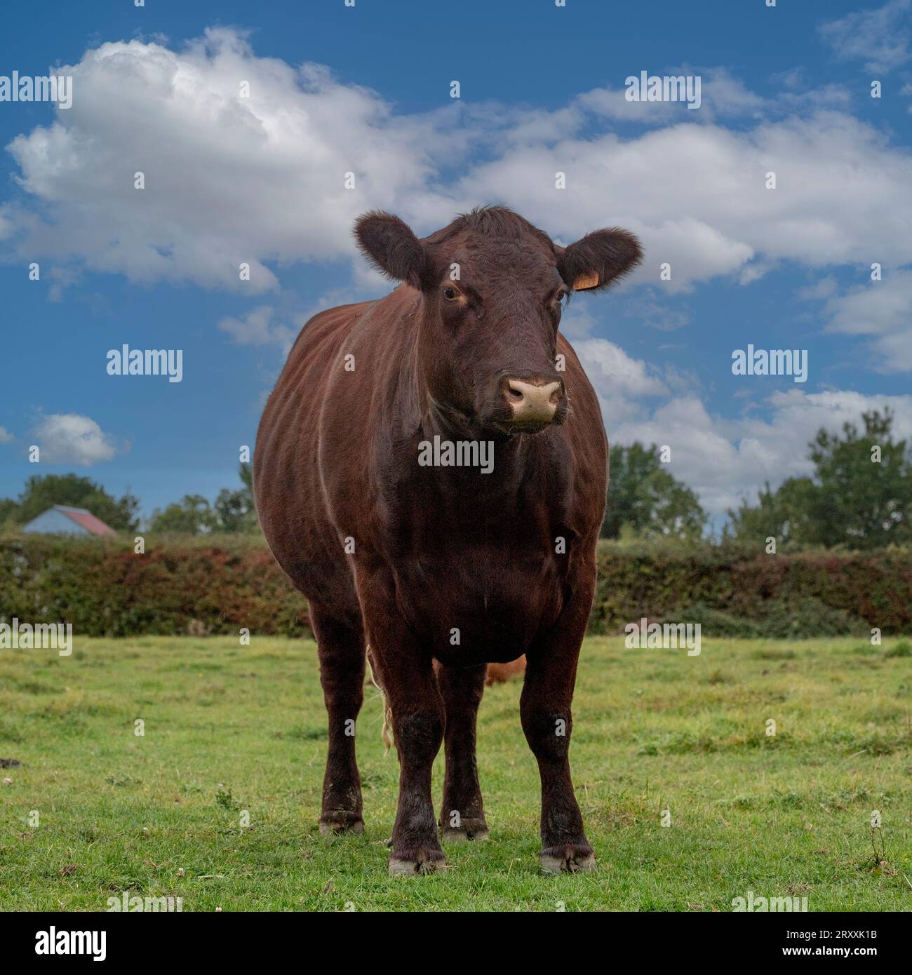 Sussex cow Stock Photo