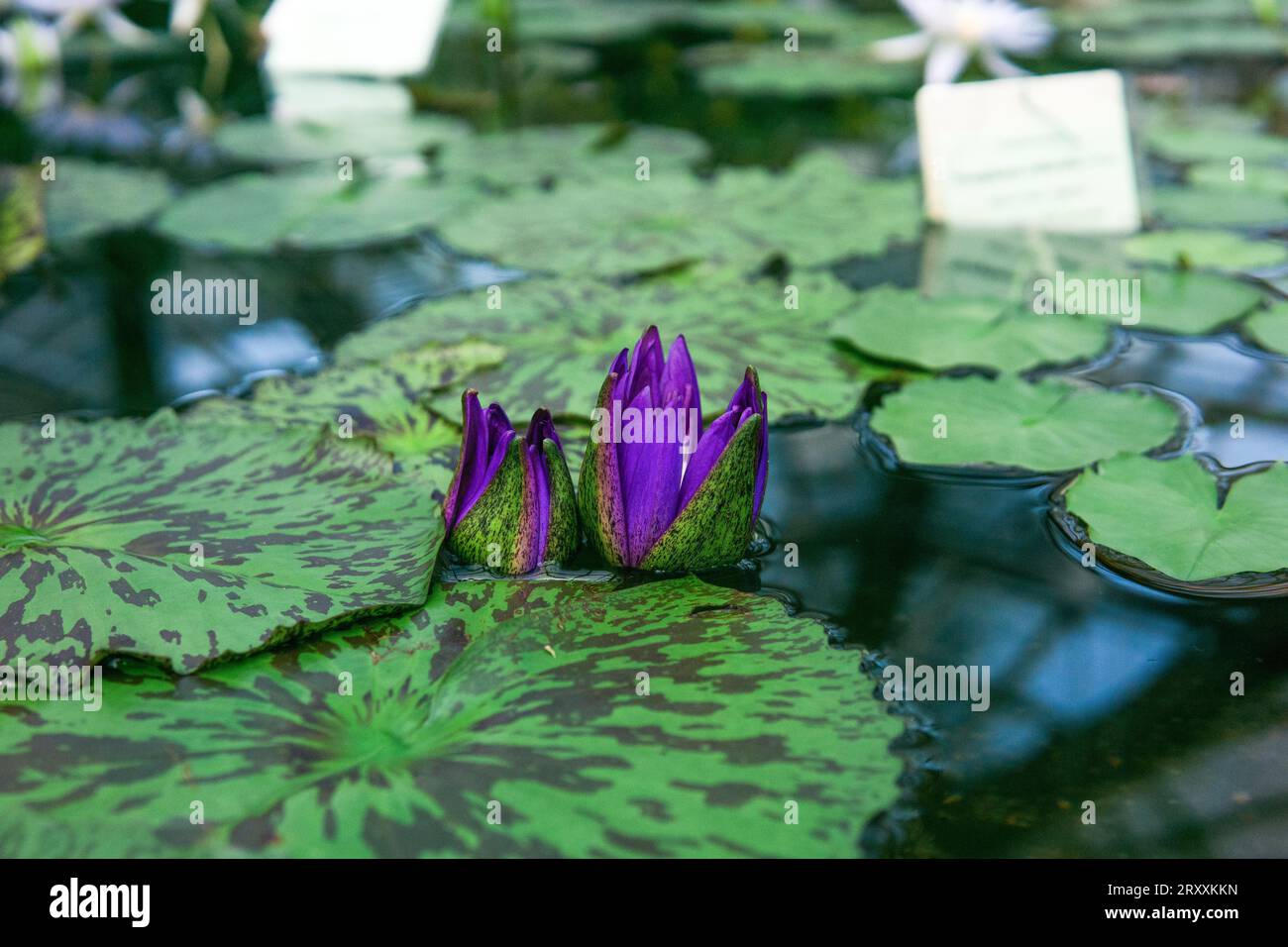purple buds of a tropical water lily before flowering in a greenhouse pool Stock Photo