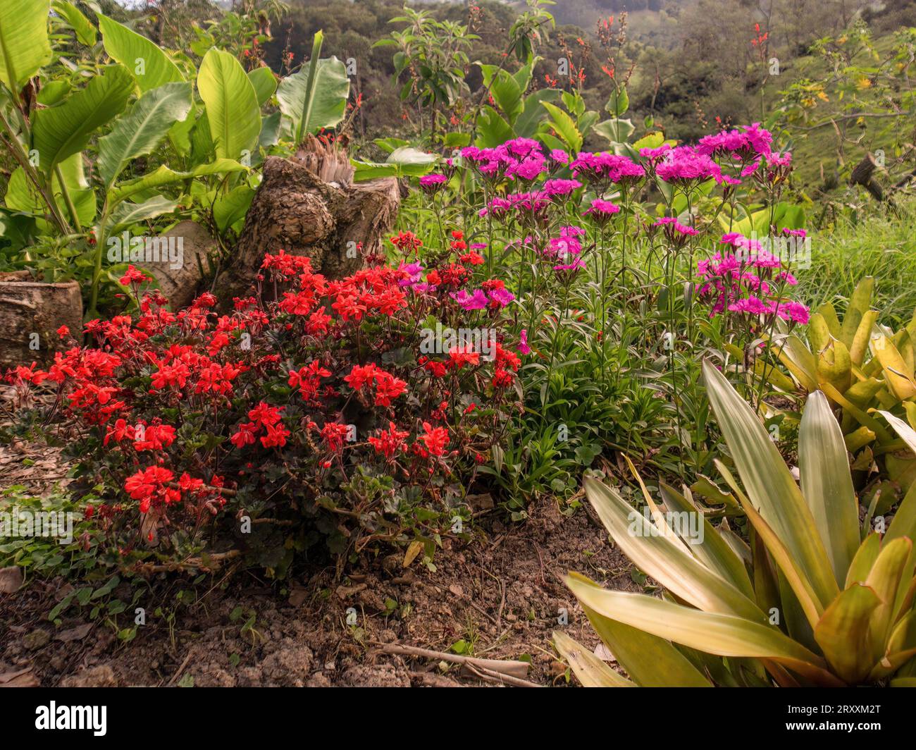 Plants of red geraniums and pink carnations in full bloom in a garden in the eastern Andean highlands near the town of Arcabuco in central Colombia. Stock Photo