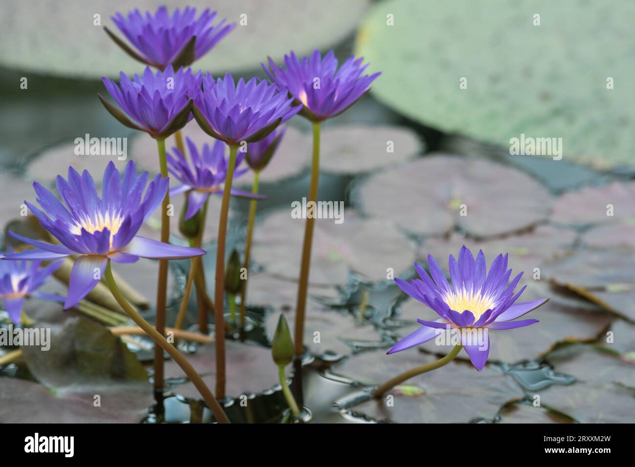 beautiful blue tropical water lily flowers close up Stock Photo