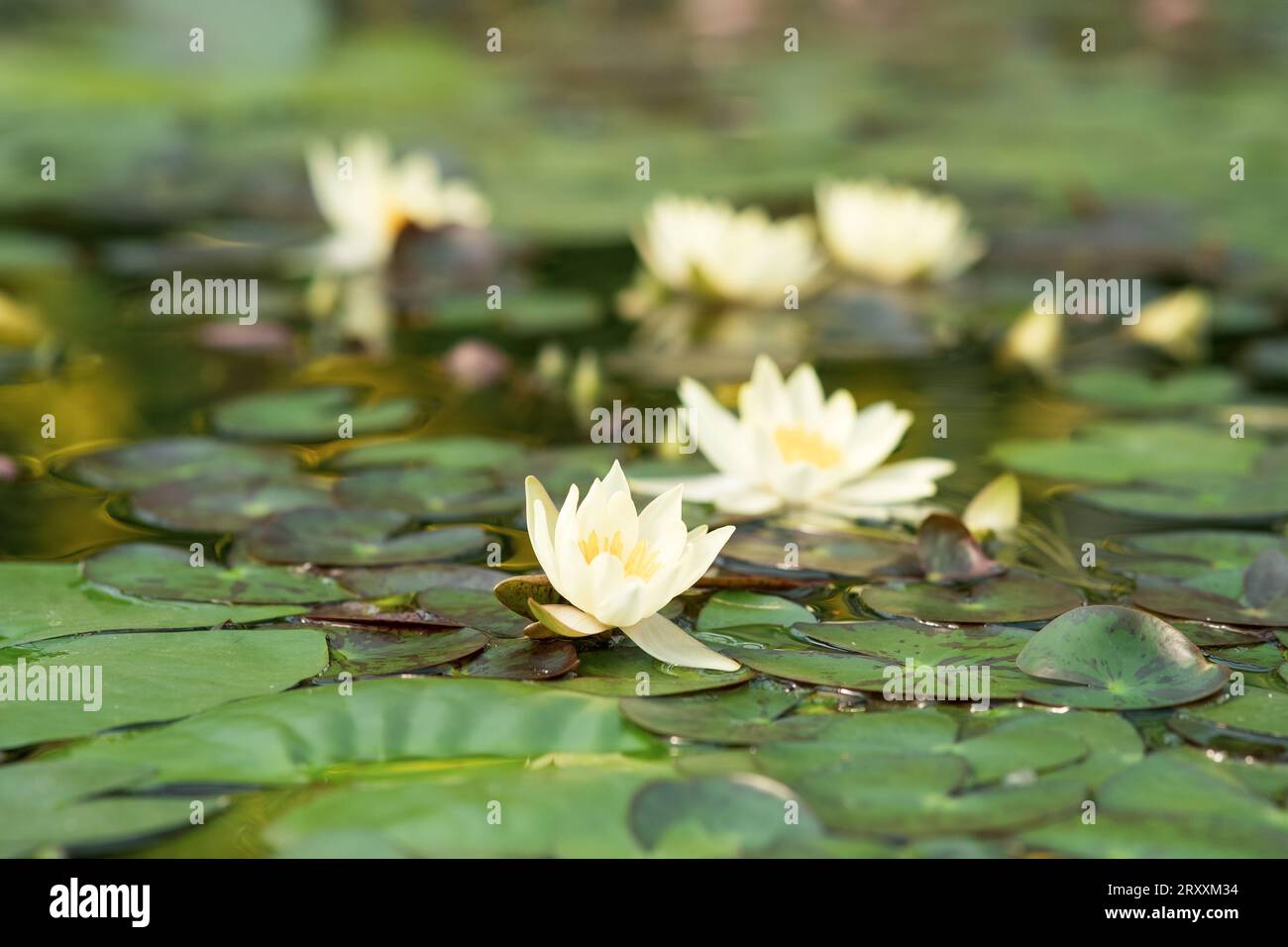 white water lilies blooming in natural habitat Stock Photo