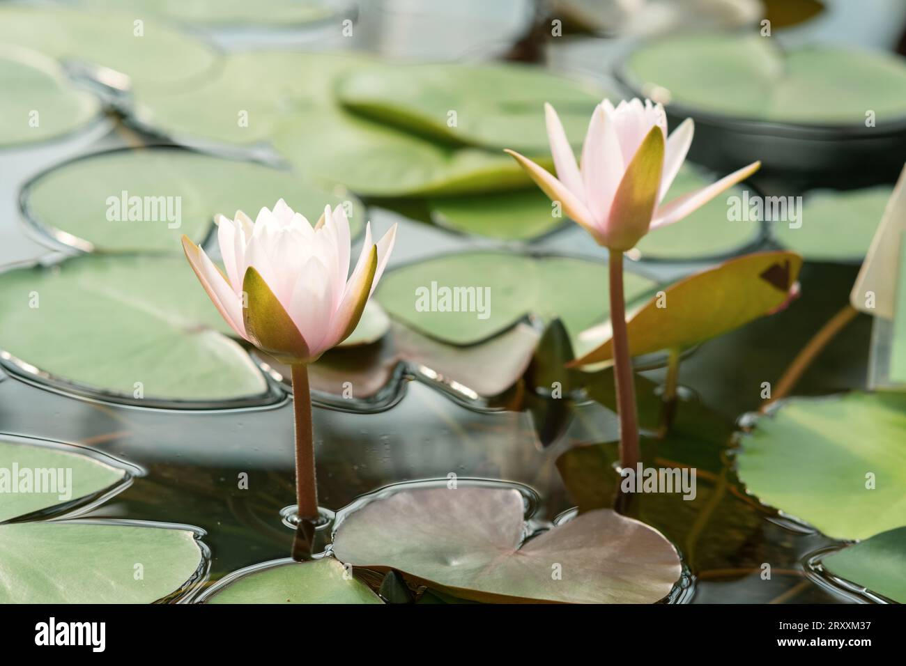 fresh clean lotus flowers rising from swamp water Stock Photo Alamy