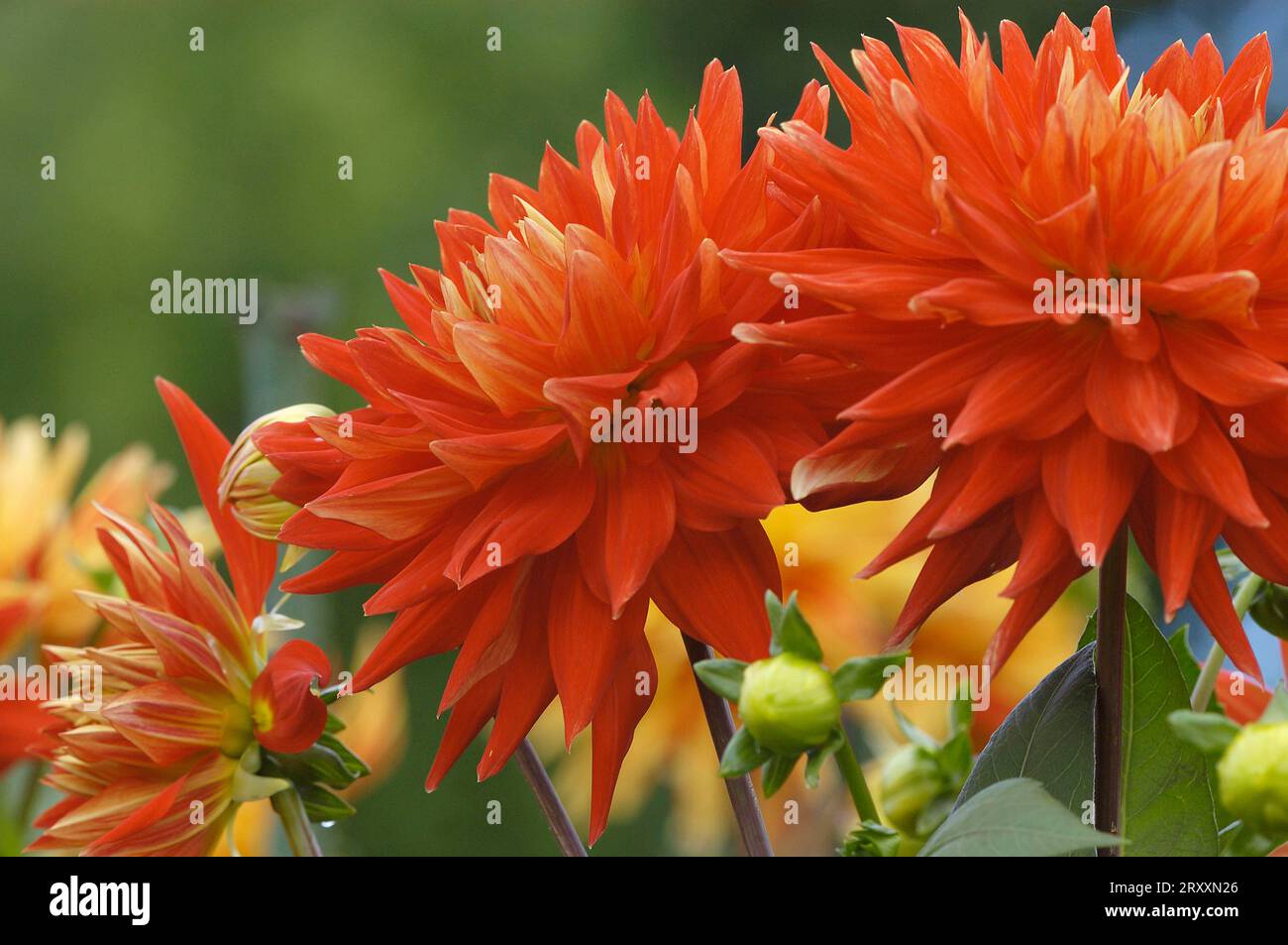 Semicactus Dahlia (Dahlia x cultorum) Stock Photo