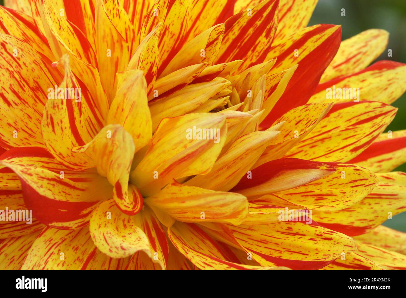 Semicactus Dahlia (Dahlia x cultorum) Stock Photo