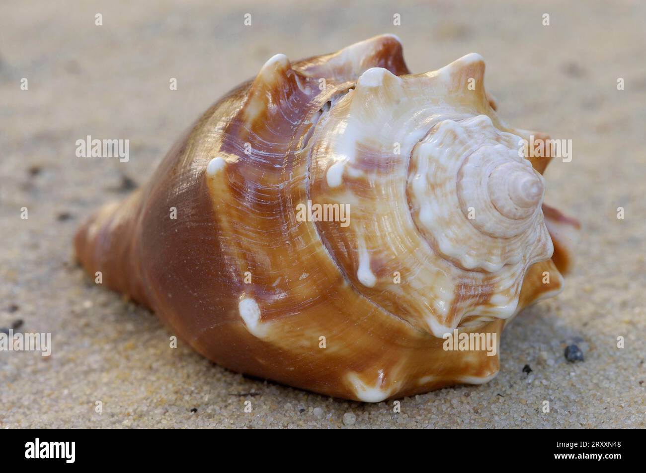 West Indian Fighting Conch (Strombus pugilis) Stock Photo