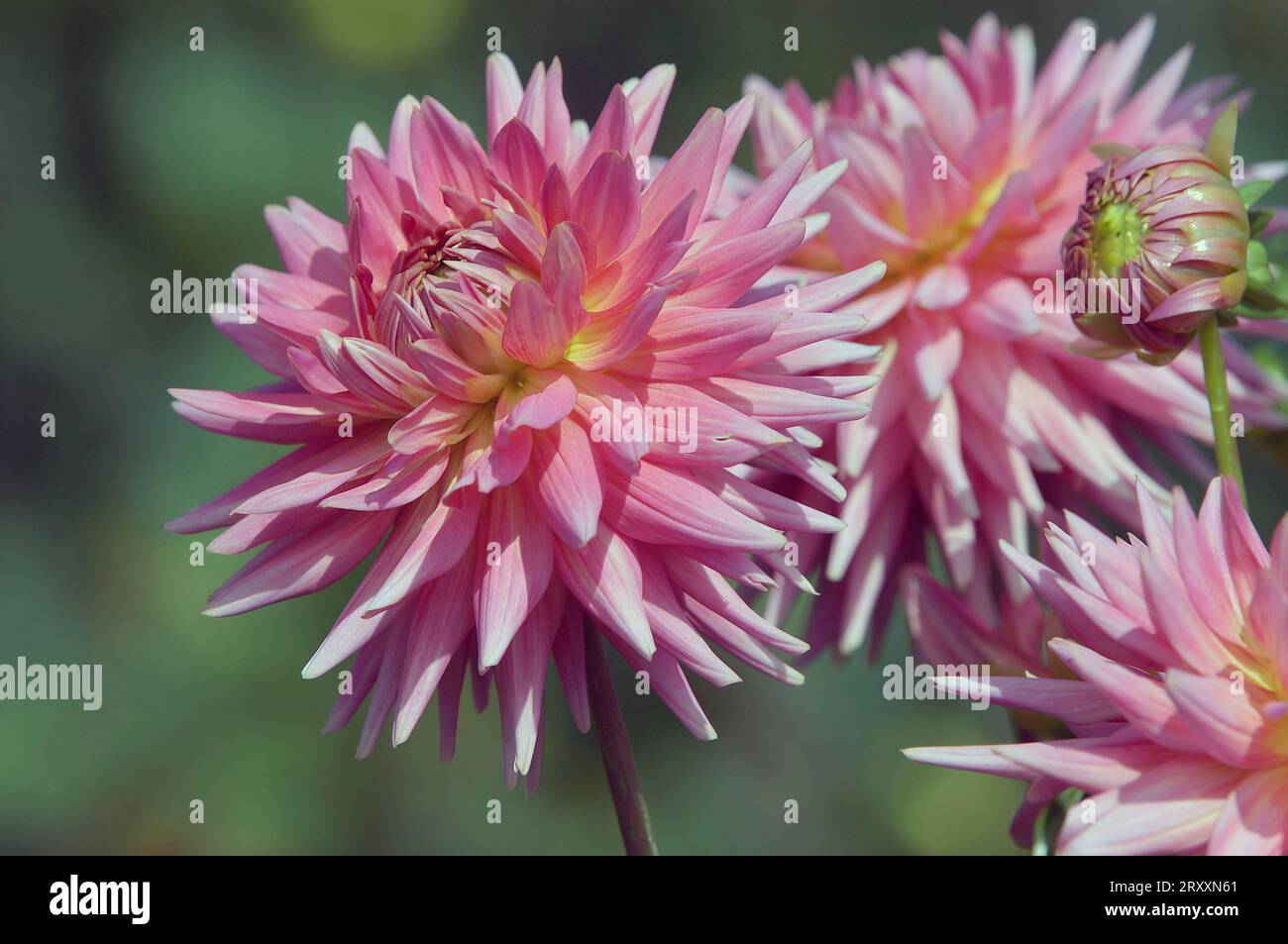 Semicactus Dahlia (Dahlia x cultorum) Stock Photo