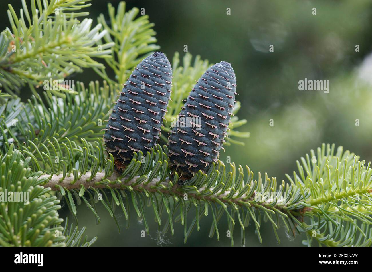 Korean fir (Abies koreana), branch with cones Stock Photo