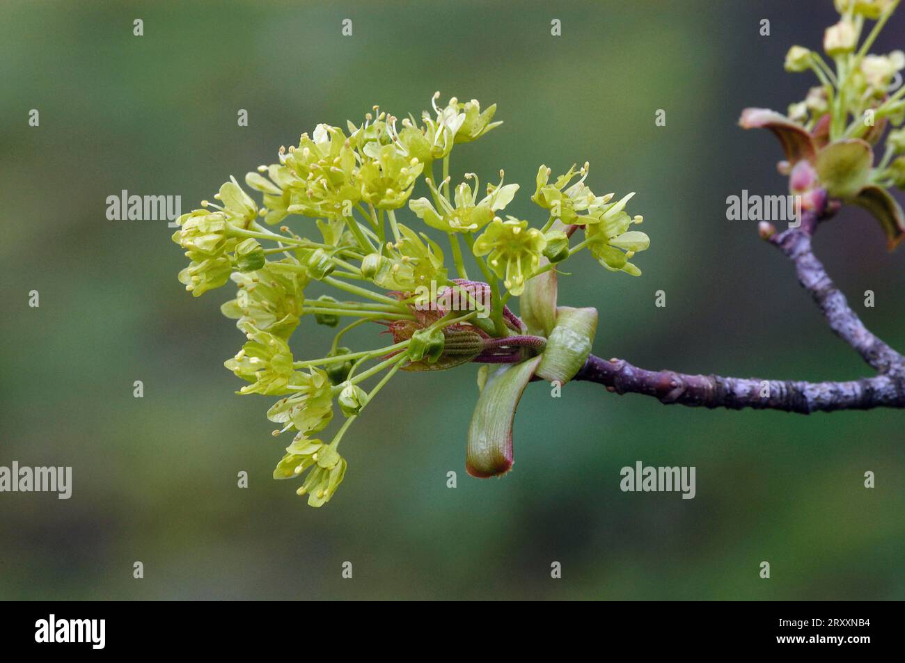 Norway Maple (Acer platanoides) blossom, North RhineWestphalia