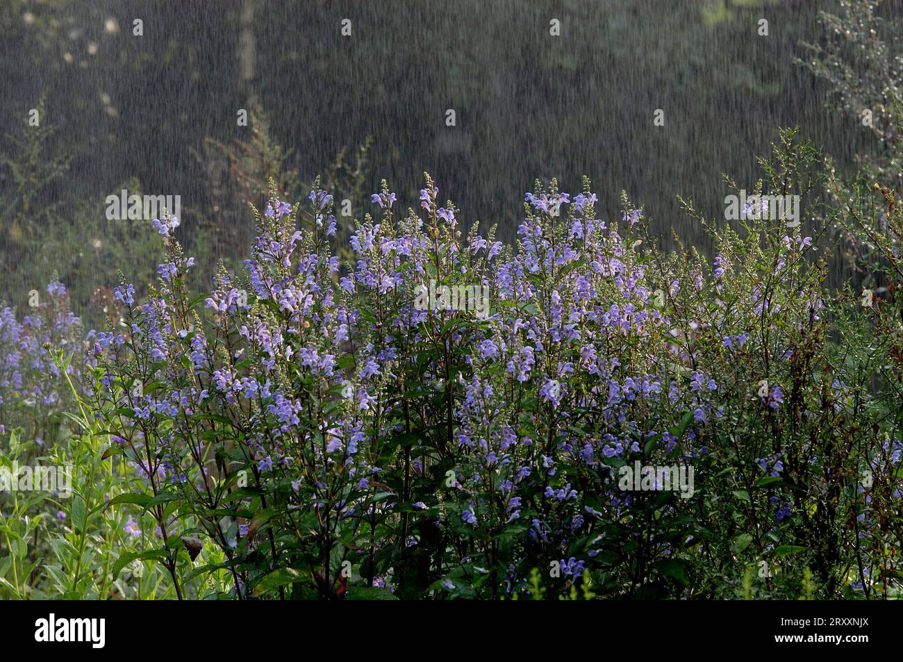 Woundwort in the rain (Stachys grandiflora hybride) Stock Photo