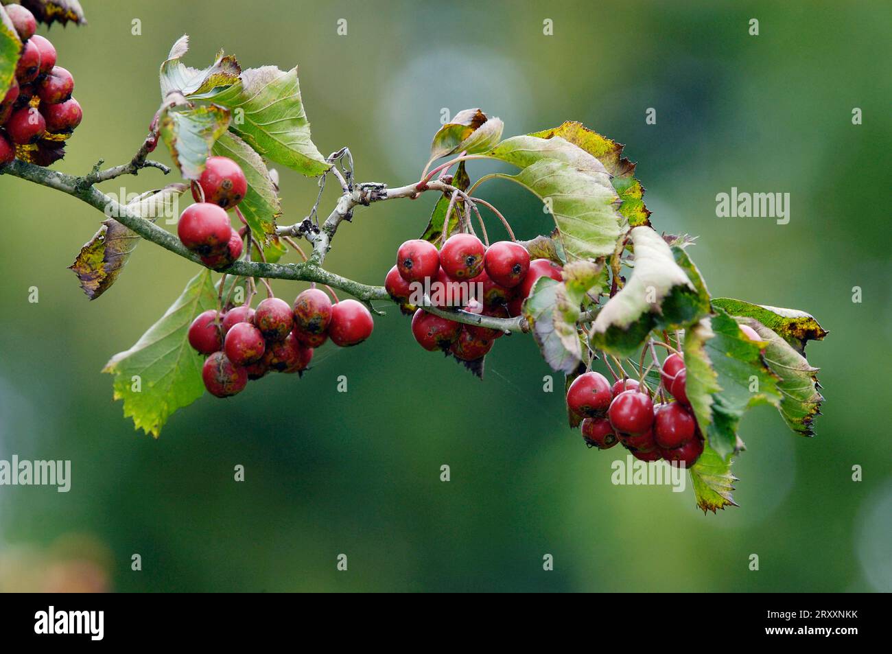 Scarlet scarlet hawthorn (Crataegus pedicellata) Stock Photo