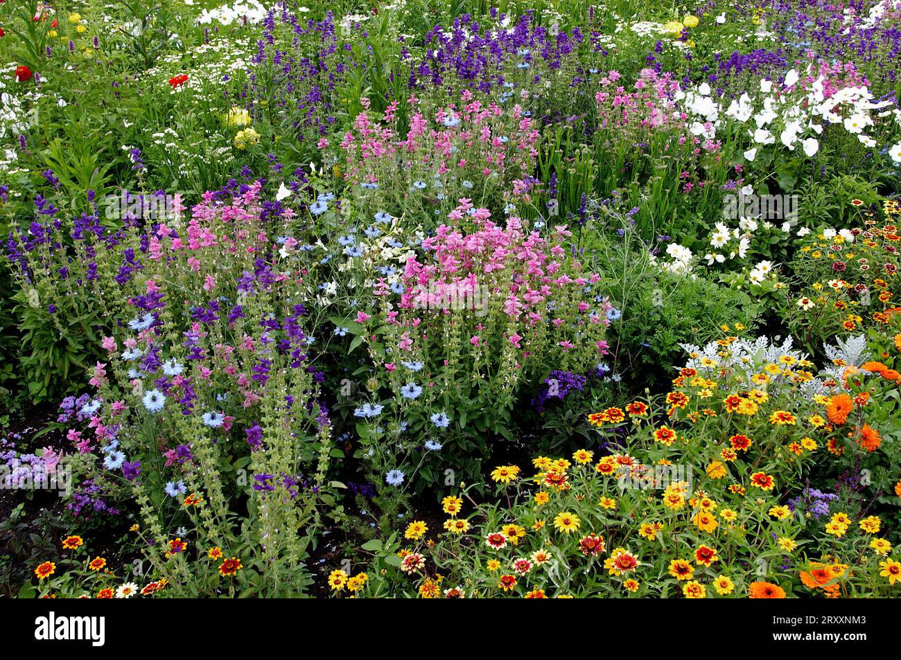 Flowerbed with sunflower, damsel in the vine (Nigella damascena) and annual clary (Salvia horminum) (Helenium hybride), damsel in the vine, black Stock Photo