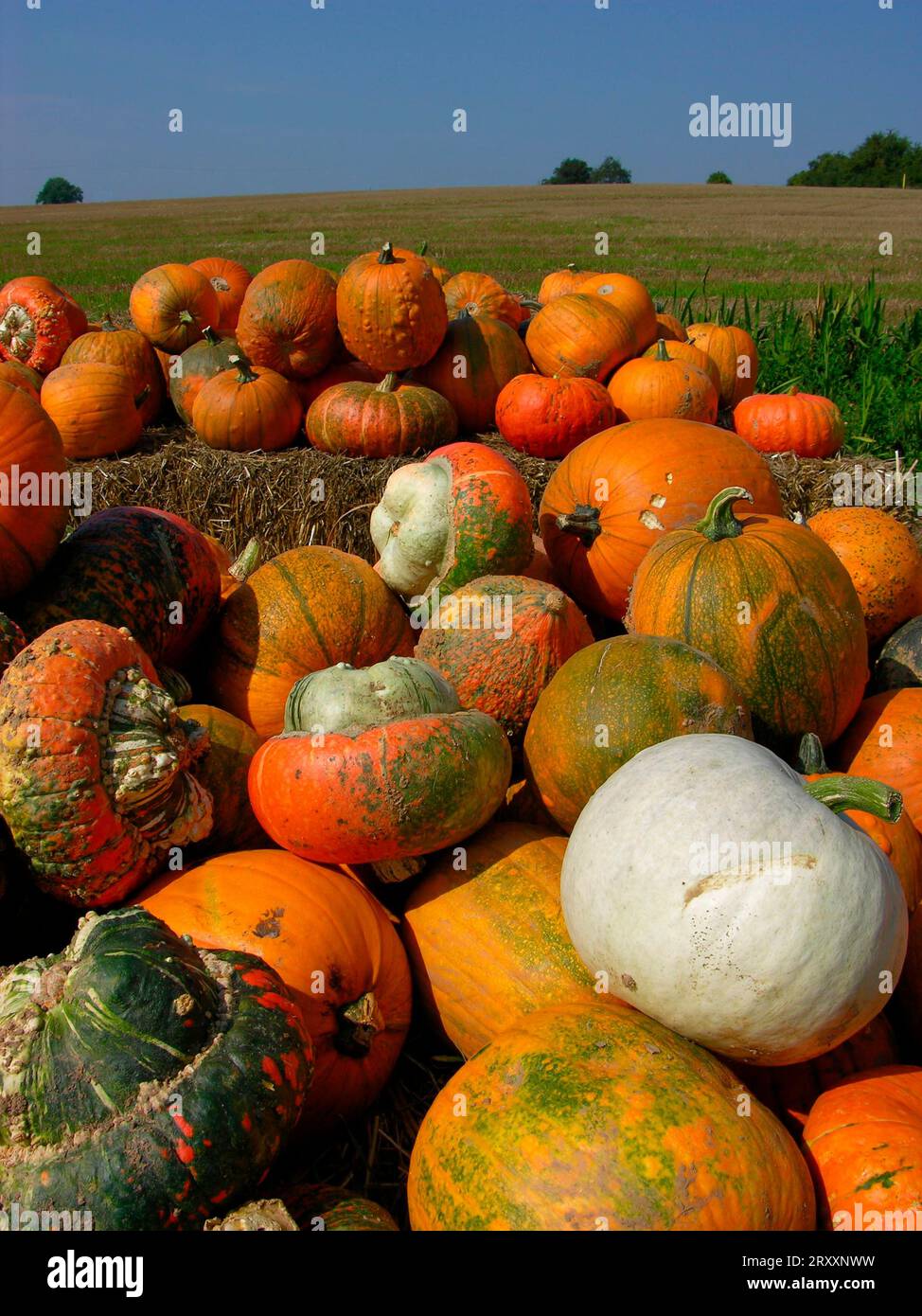 Ornamental autumn display hi-res stock photography and images - Alamy