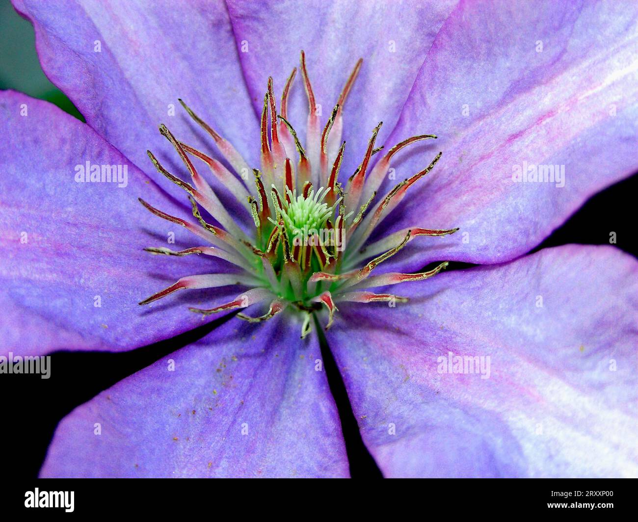 Vine hybrids hi-res stock photography and images - Alamy